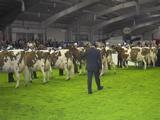 JUDGING AT AGRISCOT 2010