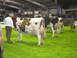 INTERBREED COWS AT AGRISCOT 2010