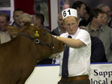 AYRSHIRES AT AGRISCOT